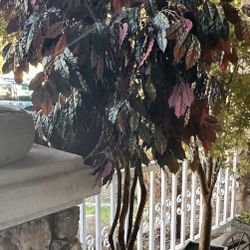 Huge Tree