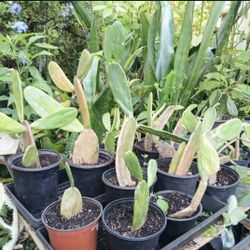 Opuntia Cactus Potted Plant Landscape Plant 