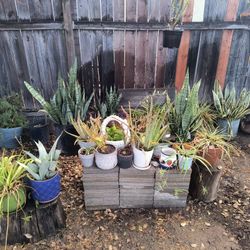 Plants (Best Offers) 