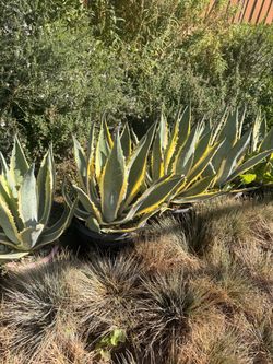 Agave Variegated 5 gallons