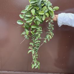 6” Big Hoya Krinkle About To Bloom