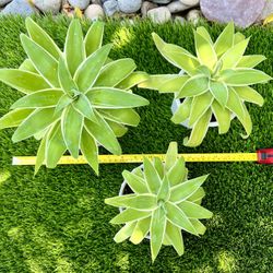 Agave Attenuata Variegated Fox Tail Agave 'Ray of Light' Succulent 