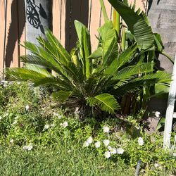 Sago Palm Tree