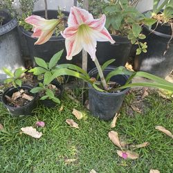 Amarilis, planta