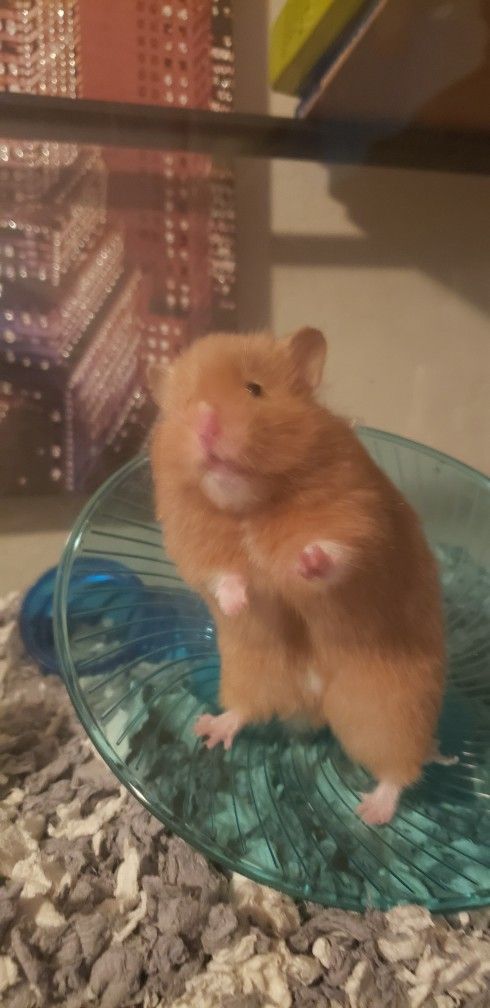 Fish Tank With Hamster Accessories