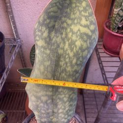 Whale Fin Snake Plant: Top Sansevieria 8 Disposables 