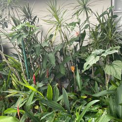 Lots of plants to choose from starting at four dollars up to eight