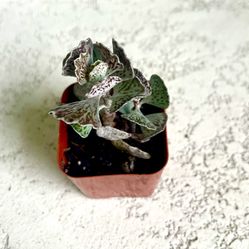 Kalanchoe  Rhombopilosa Plant 