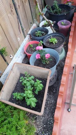 Flowers,plants Alovera,mint,bassel,green Tea,grape Leafs,lemon,Etc