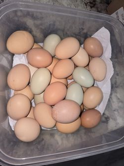 Huevos Organicos / organic eggs
