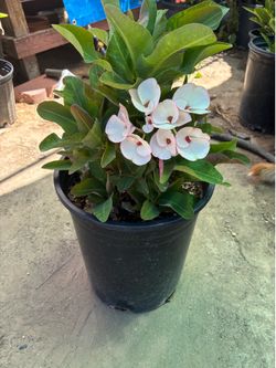 Planta Corona de Cristo