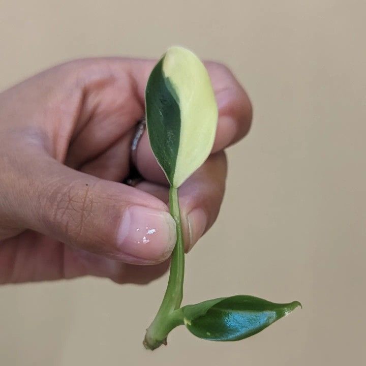 Rare Philodendron Wend Imbe Variegata