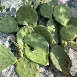 Hardy Chicago Cactus One Pads 