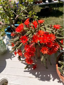 Cactus