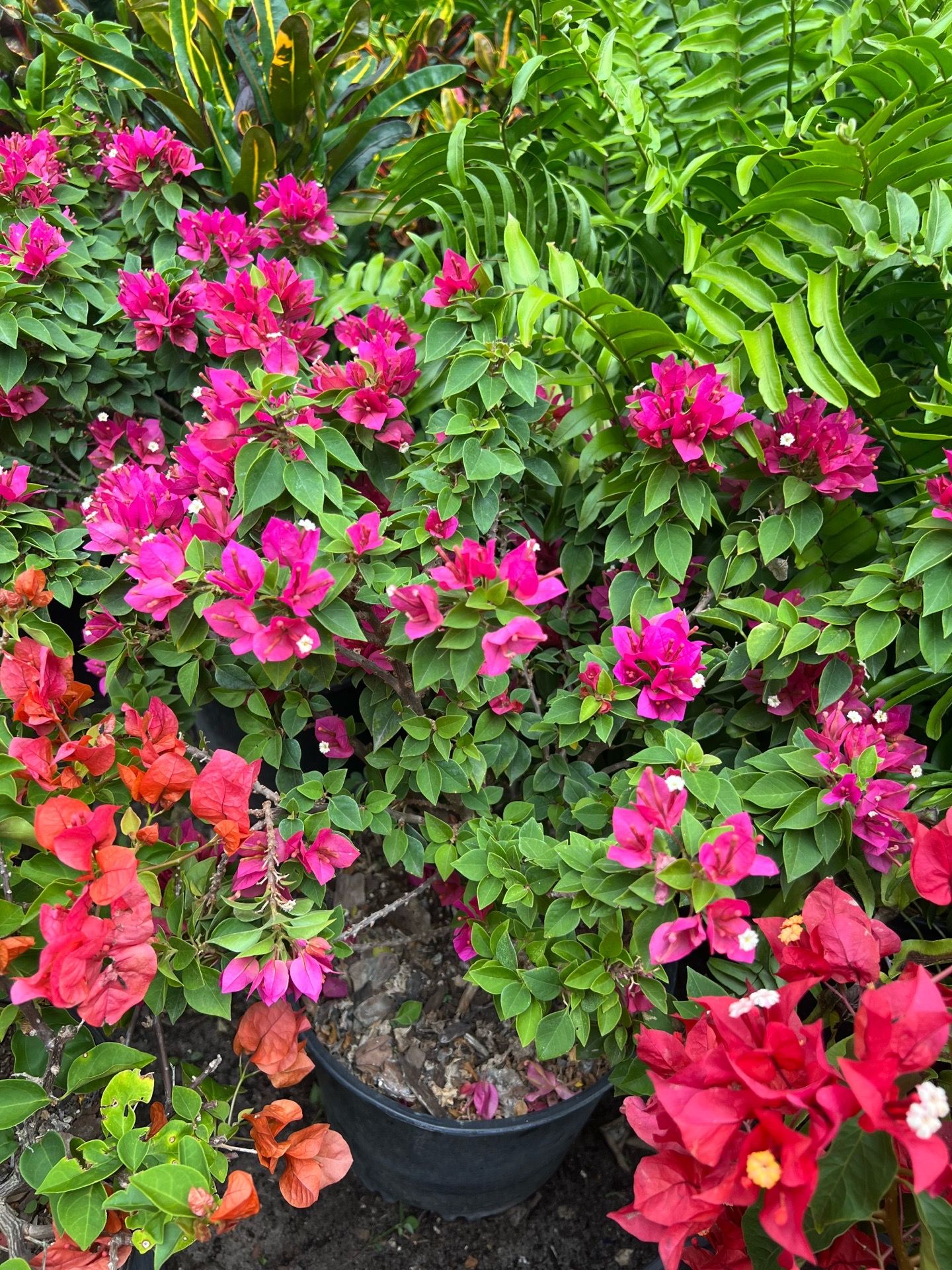 Assorted bougainvilleas in 3 gls pot.SPECIAL PRICE 🤩