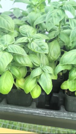 Organic soil basil herb herbs