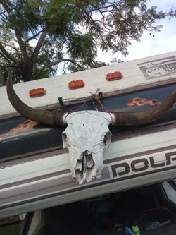 Buffalo scull