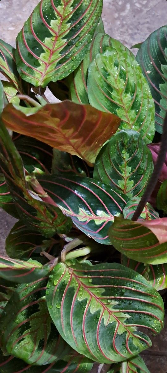 Red Prayer Plants Red Maranta $14-$18 Each Pot 