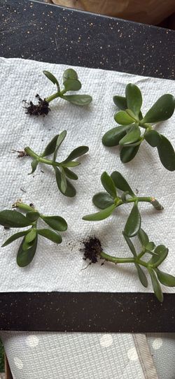 Plants each $2