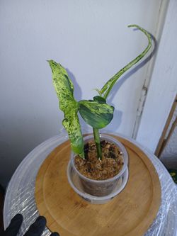 Mojito Syngonium