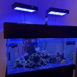 90 Gallon Aquarium 