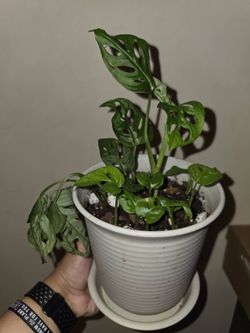 Rooted Monstera Adansonii (“Swiss Cheese Plant”)