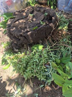 Free Plant