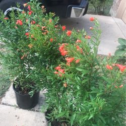 Wonderful Pomegranate Tree Full Of Flowers  4 Feet Tall In 3 Gallons Pot