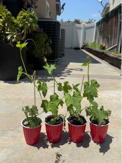 Luffa Loofa starter seedlings/edible and can harvest sponge