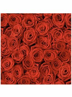 Backdrop Red Roses