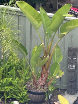 Birds of Paradise (6)