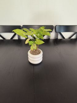 1- 4"- Syngonium gold
