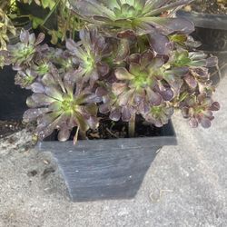 Plant In Nice Pot $12