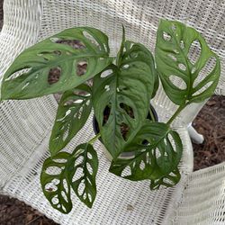 Monstera Adansonii / Swiss Cheese Plant 6” Pot / Rare Tropical Houseplant