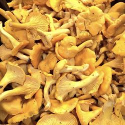 Fresh Mushrooms
