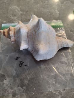 Shell 7"white pretty color material.
