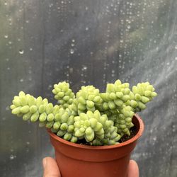 Donkey Tail Plants  🪴🫏🫏🫏