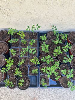 Moringa seedlings