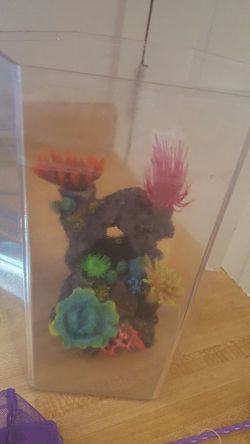 Fish tank for betta