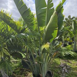 traveler  Palms over 6 to 8 feetvtall Instant decoration 