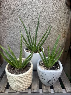 Small cute aloe veras /Savila