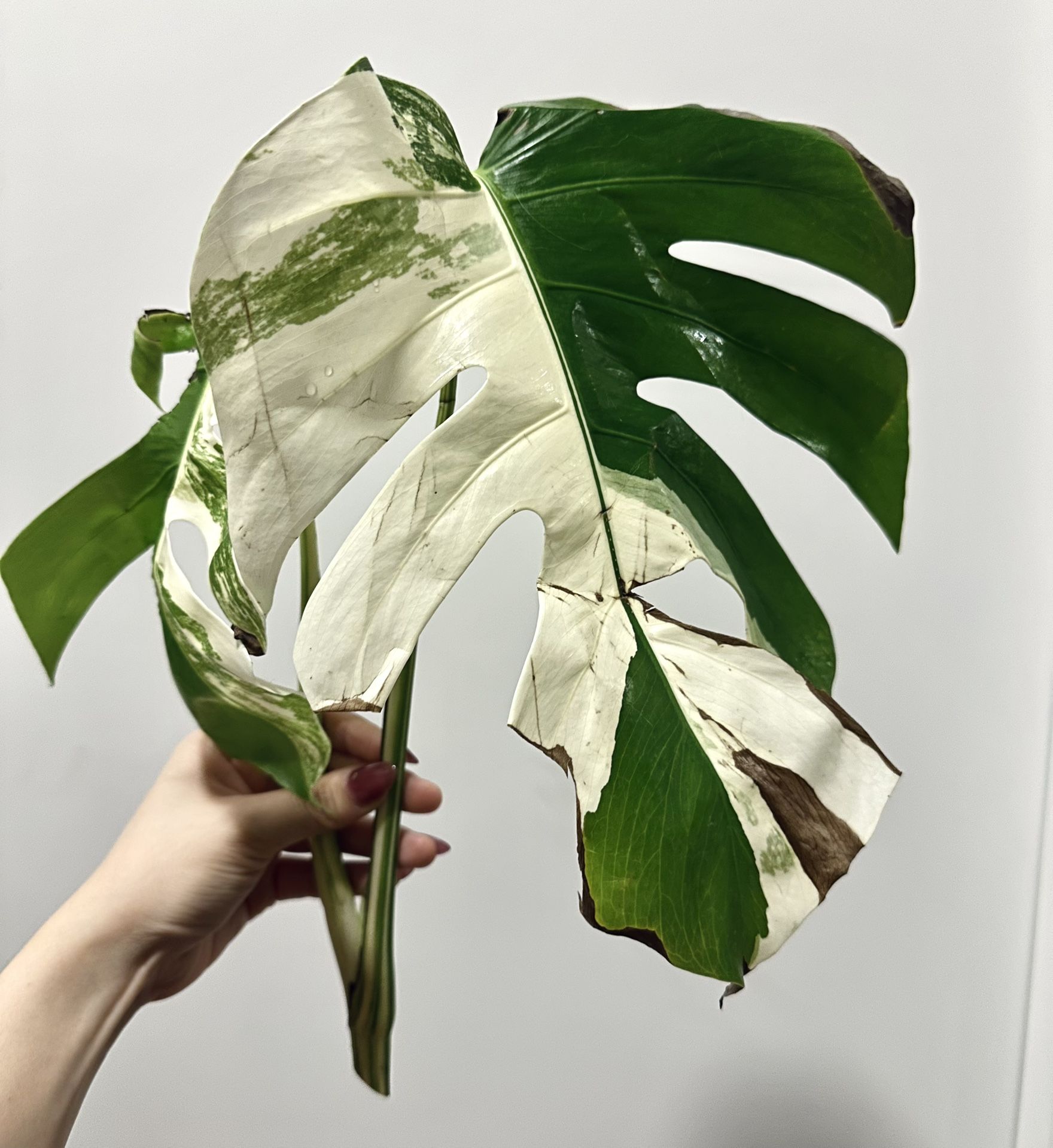 BiG Monstera Albo Top Cut
