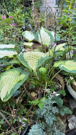 Hostas