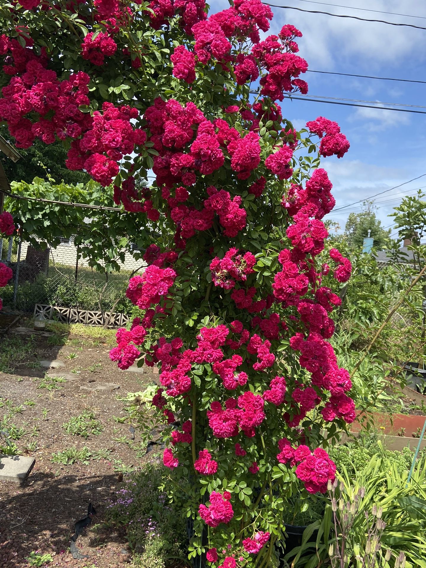 Climbing Rose Plant For You Yard Decoration