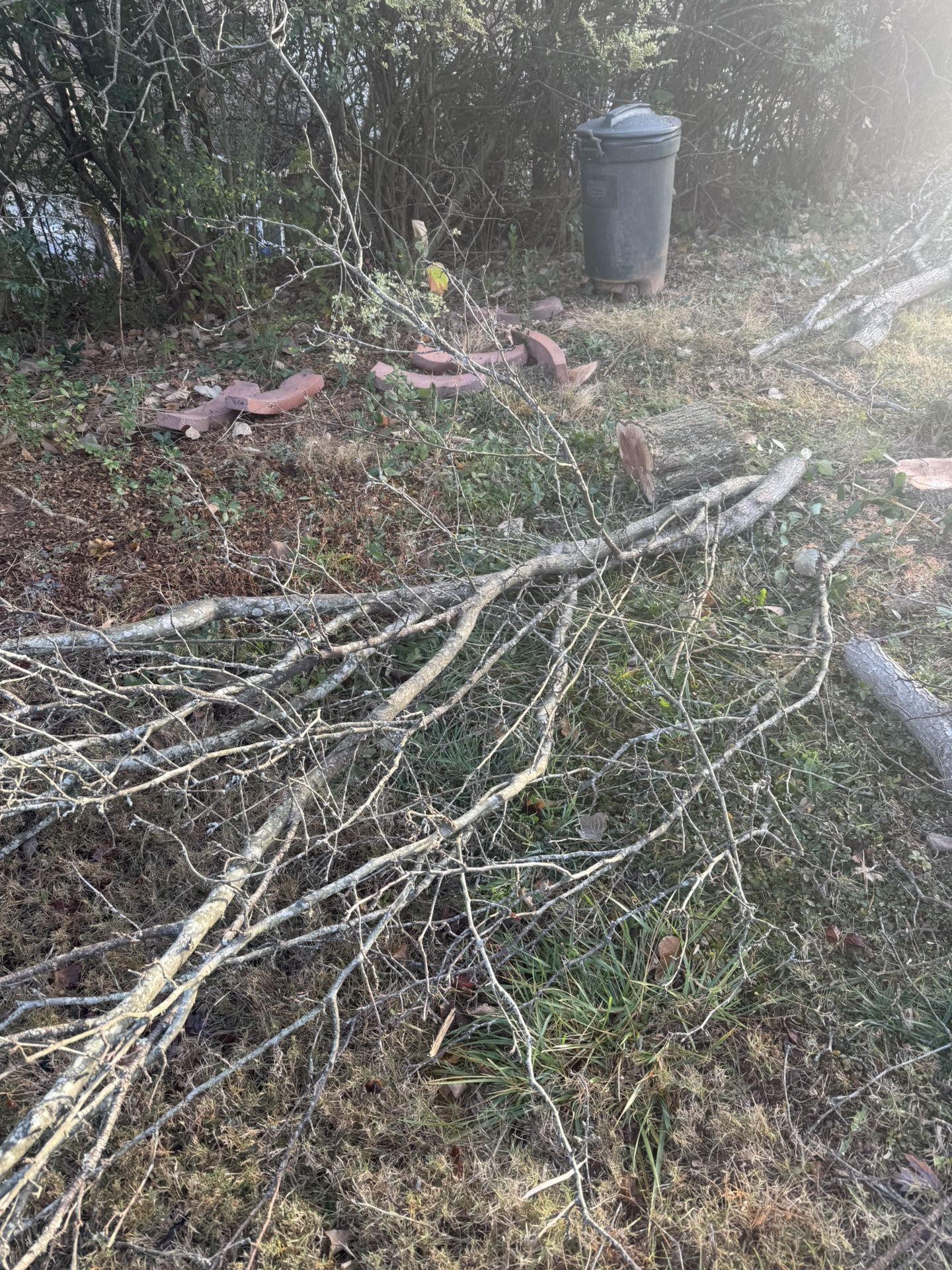 Tree Work Around Charlotte 