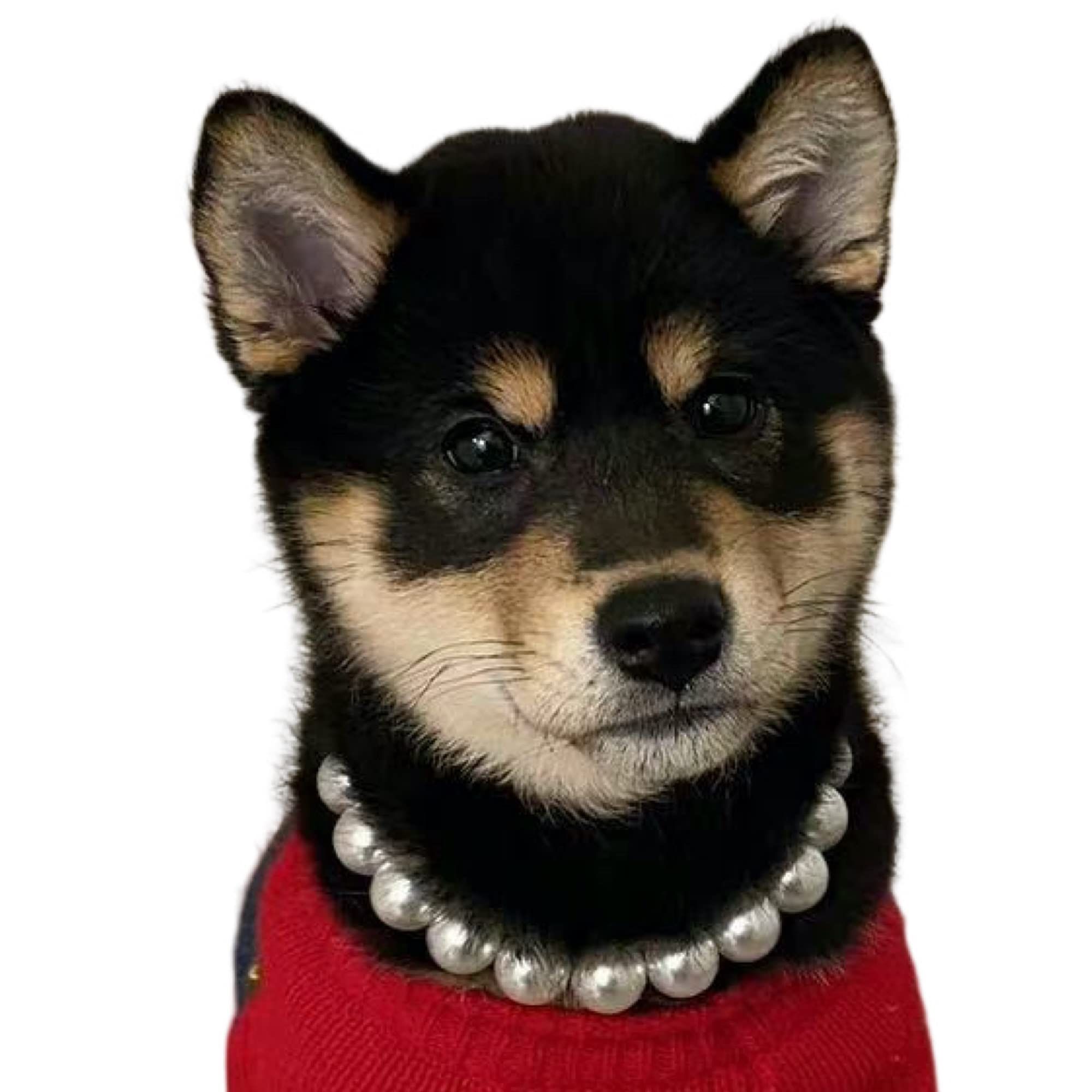 Kepudengen Exquisite And Adjustable Dog Necklace: Elegant Pearl Necklace For Dogs, Occasions And Gatherings (17-19 Inches)