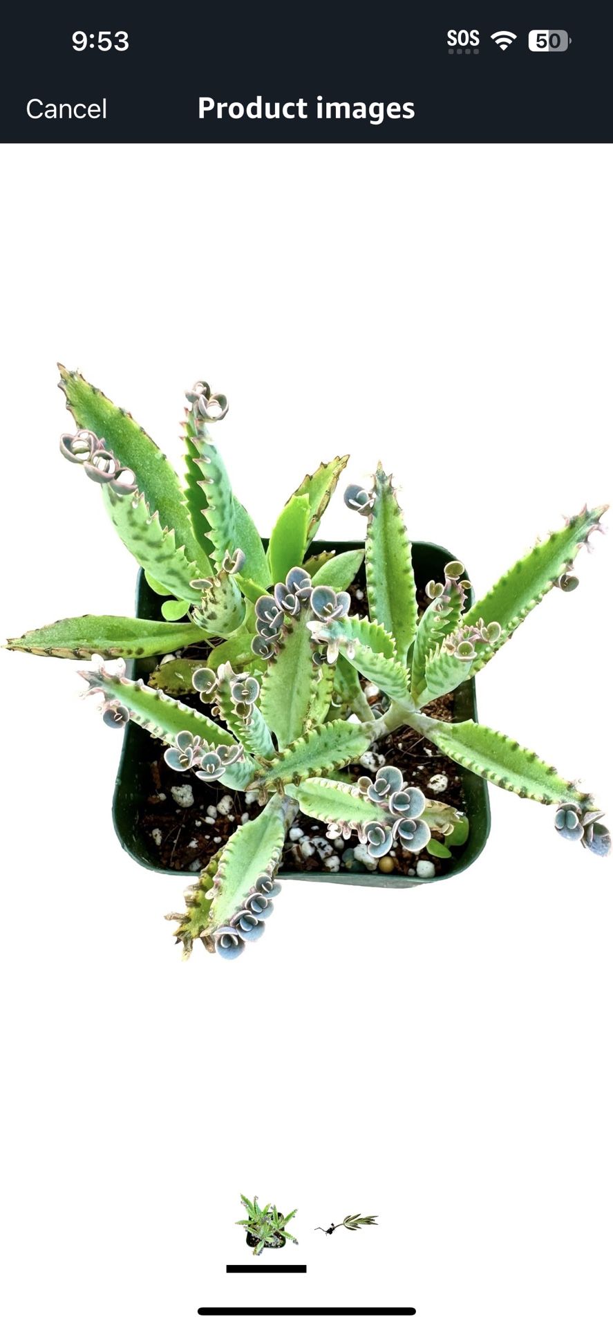 Live Plant Succulent Mothers of Thousands