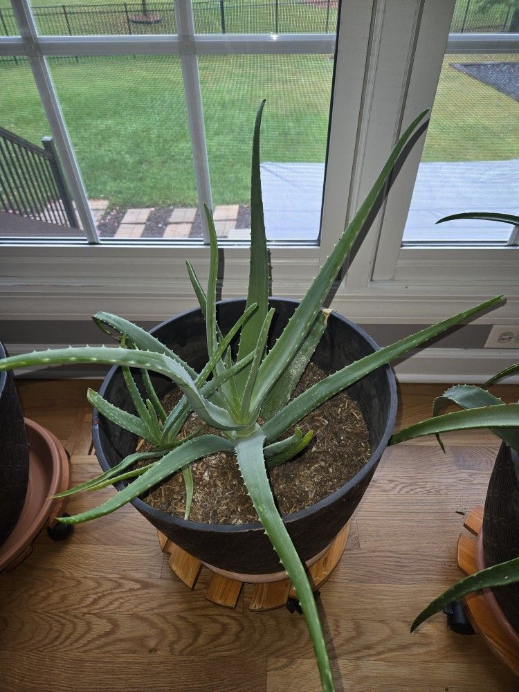 Aloe Vera Indoor Plant With Pot 