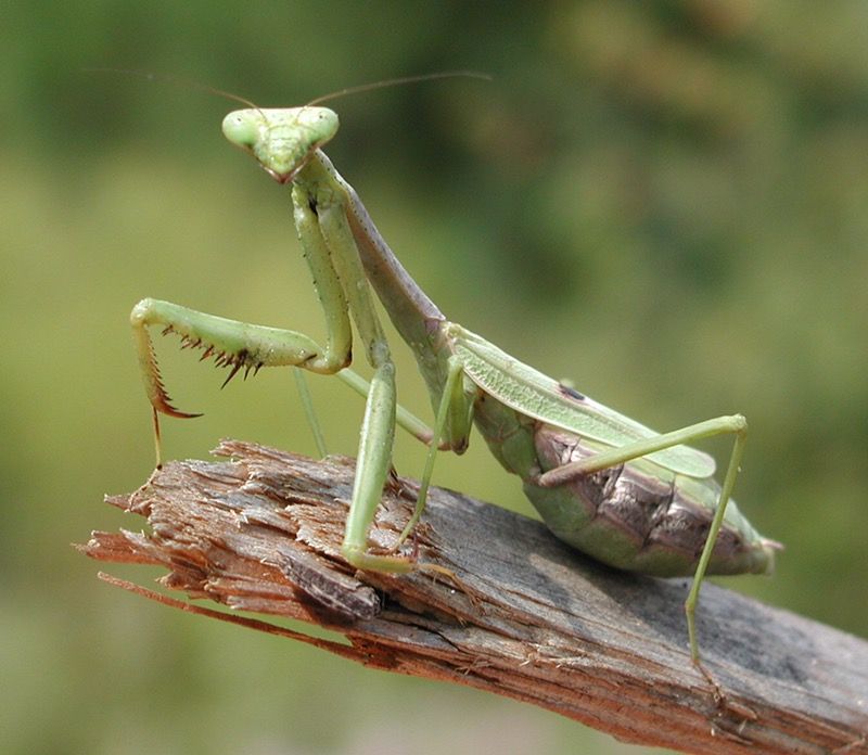Baby praying mantis born
