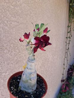 Dessert Rose "Black Sugar " Plant $45
